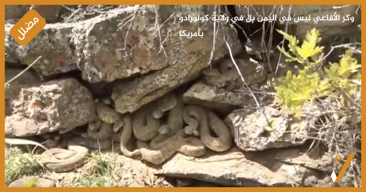 وكر الأفاعي ليس في اليمن بل في ولاية كولورادو بأمريكا