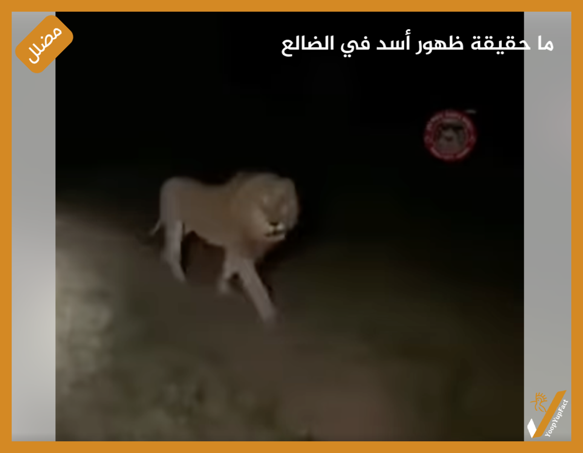 ما حقيقة ظهور أسد في الضالع